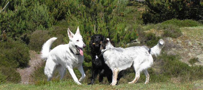 Oplevelser hund i på Fanø - Hundeskov